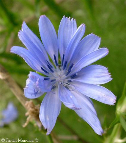 cichorium7.jpg