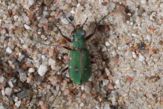 cicindela-campestris-00019.jpg