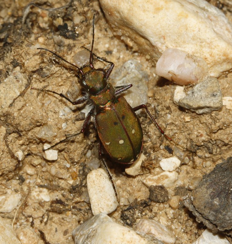 Cicindela_campestris_8141.jpg
