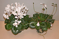 ciclamen.jpg