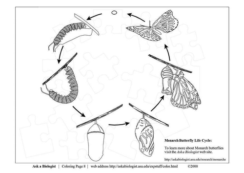 ciclo-mariposa-t3637.jpg