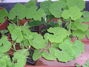 cidra_calabacitas_girasol.jpg