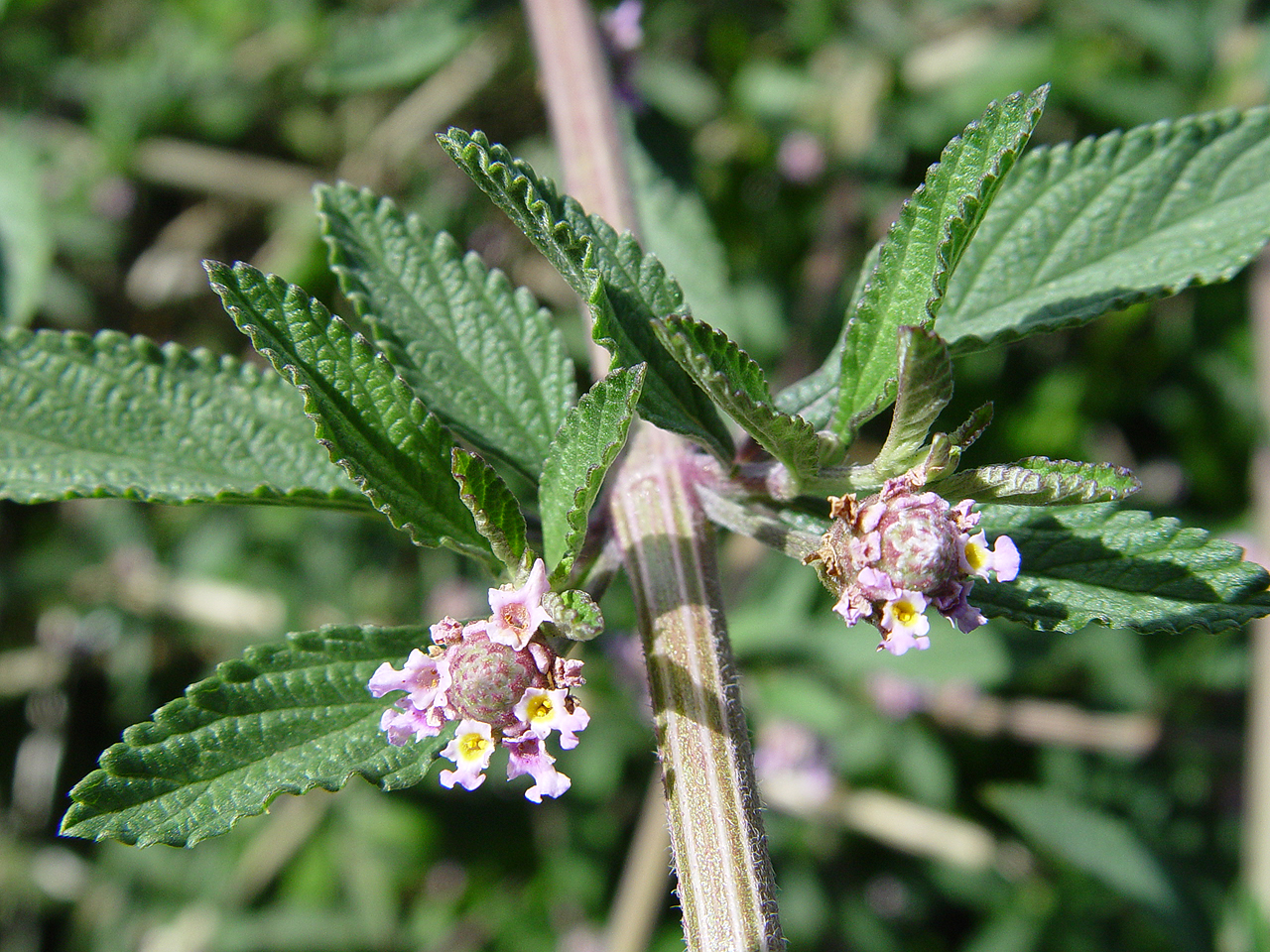 cidron_detalle_flor.jpg