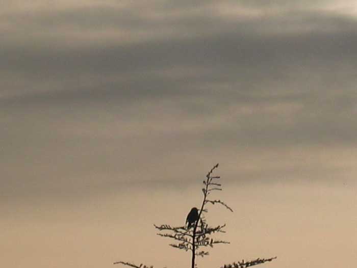 cielos1099.jpg