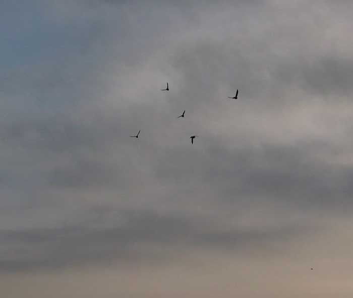 cielos1101.jpg