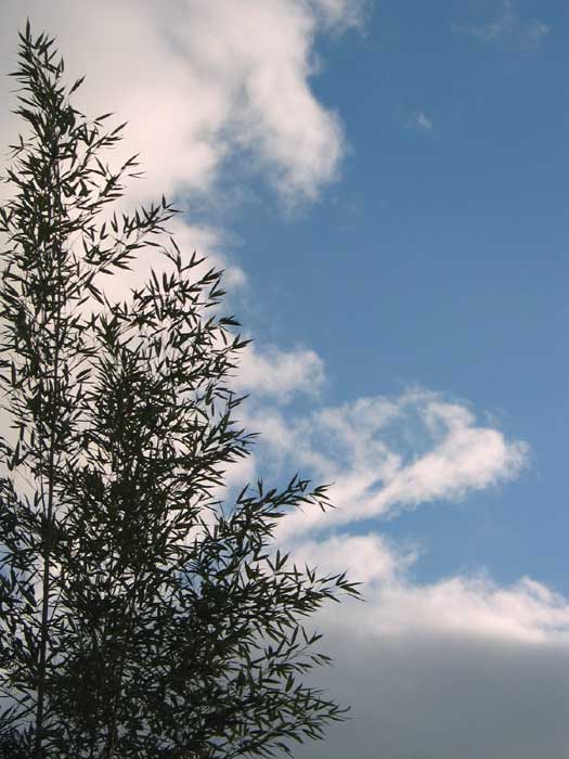 cielos1126.jpg