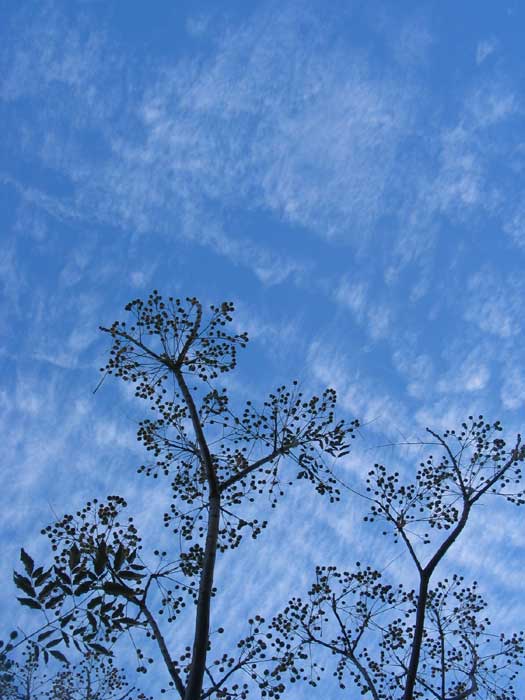 cielos1127.jpg