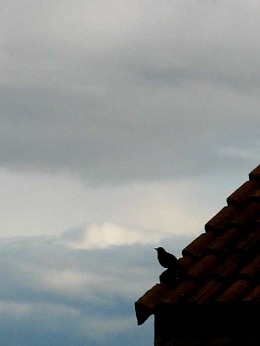 cielos1136.jpg