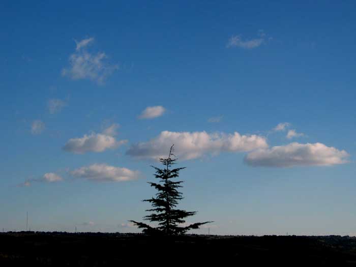 cielos1184.jpg