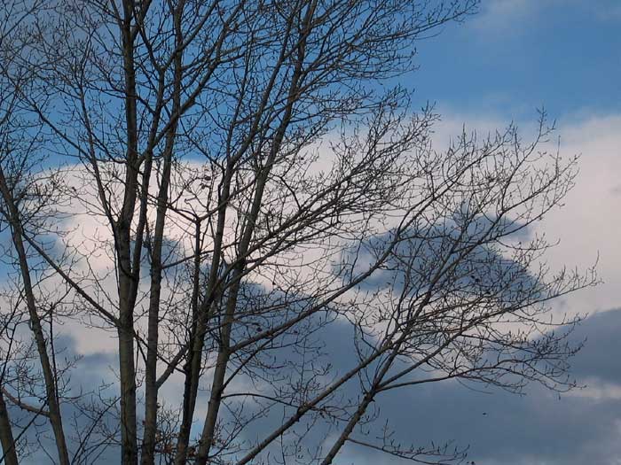 cielos1193.jpg