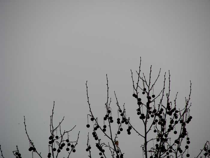 cielos1277.jpg