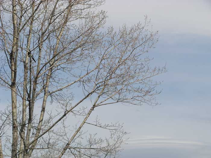 cielos1408.jpg