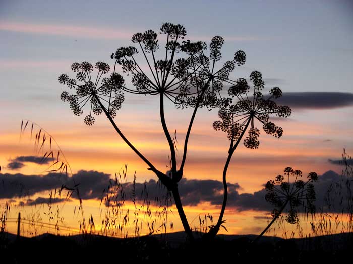 cielos1454.jpg