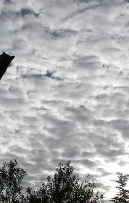 cielos1801.jpg