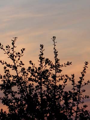 cielos371.jpg