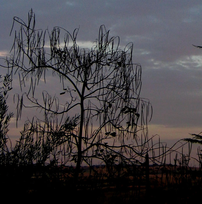 cielos700.jpg