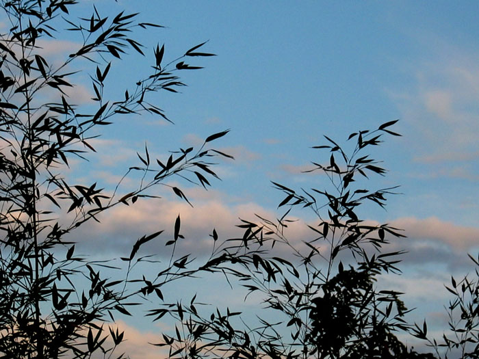 cielos701.jpg