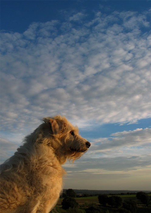 cielos706.jpg