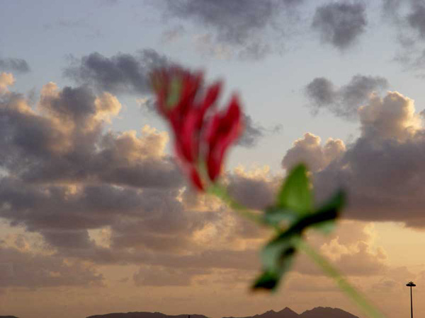 cielos93.jpg