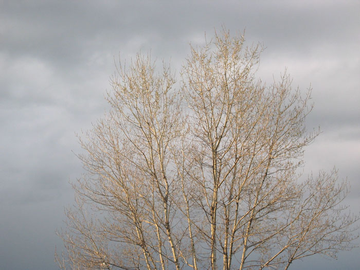 cielos952.jpg
