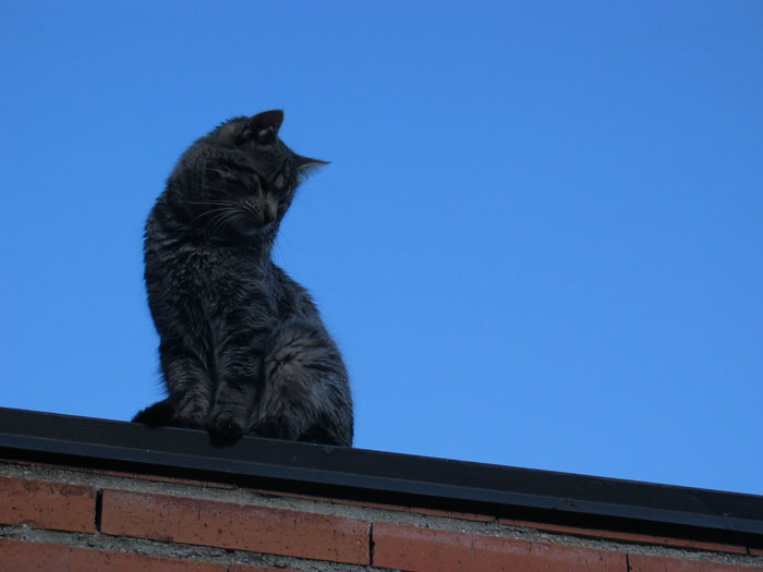 cielosCAP.jpg
