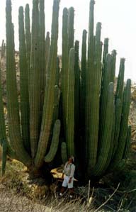 cien-cactus.jpg