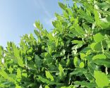 cierre-vegetal-laurel-xl-156x125x80xX.jpg
