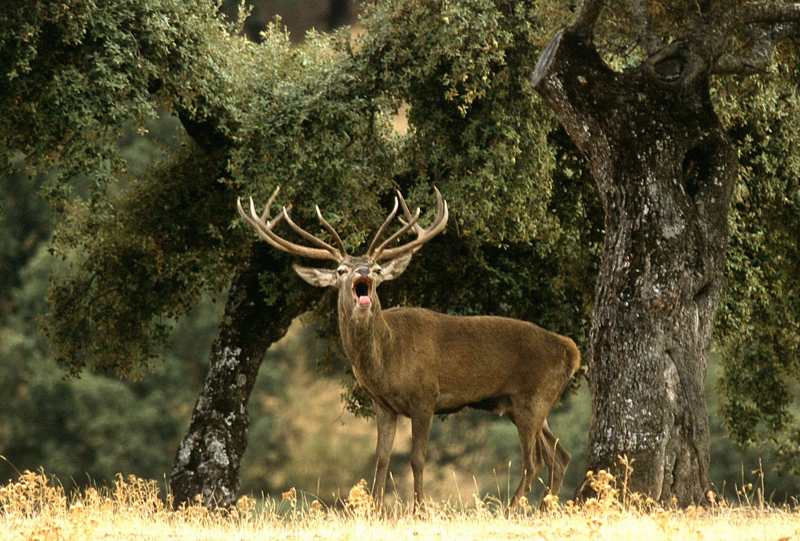 ciervo%2Bfauna_0090.jpg