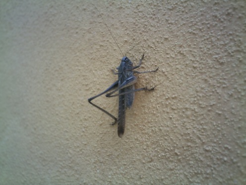 cigarra.JPG