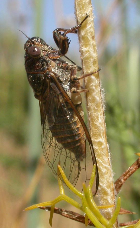 cigarra.jpg