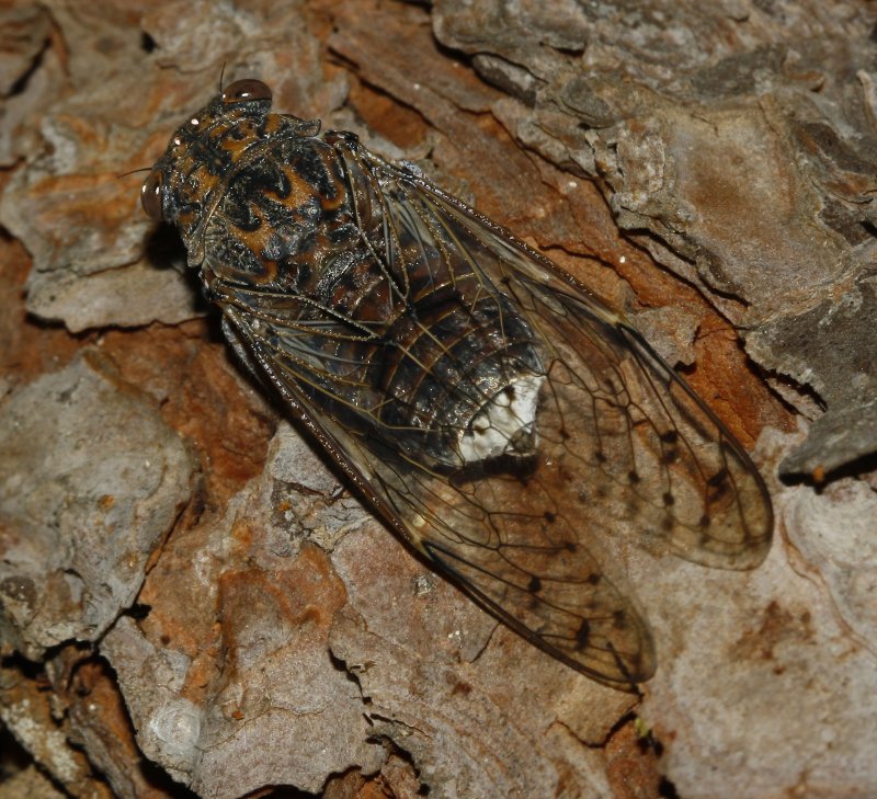 Cigarra_3390.jpg