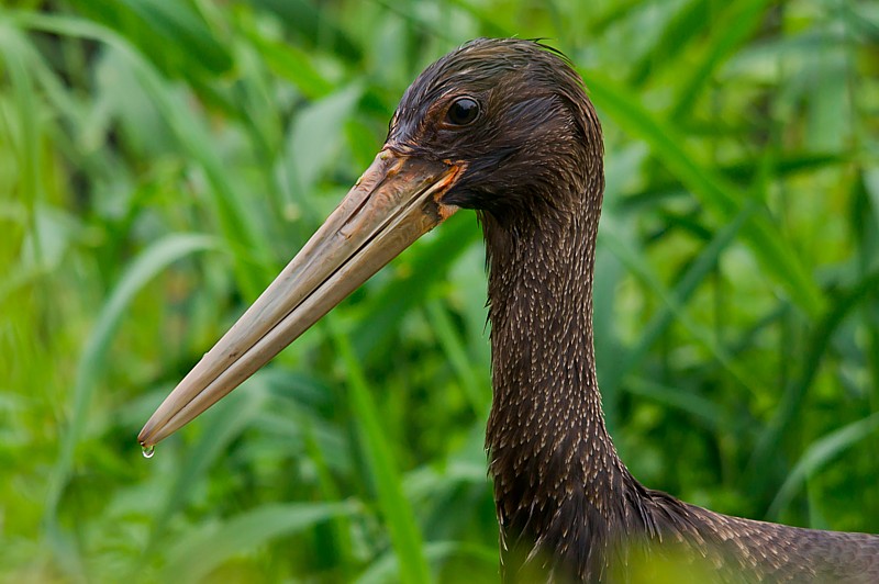 ciguenanegra012.jpg