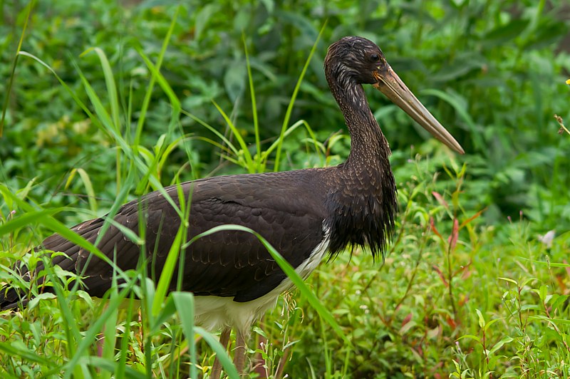 ciguenanegra013.jpg