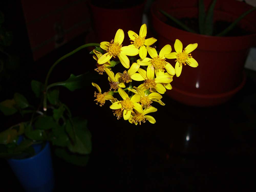 CIMG0431.JPG