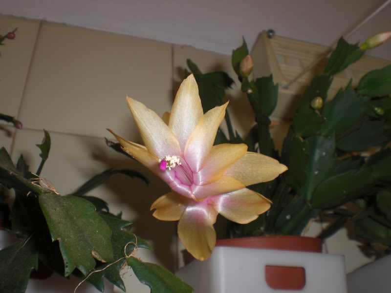 CIMG0477.jpg