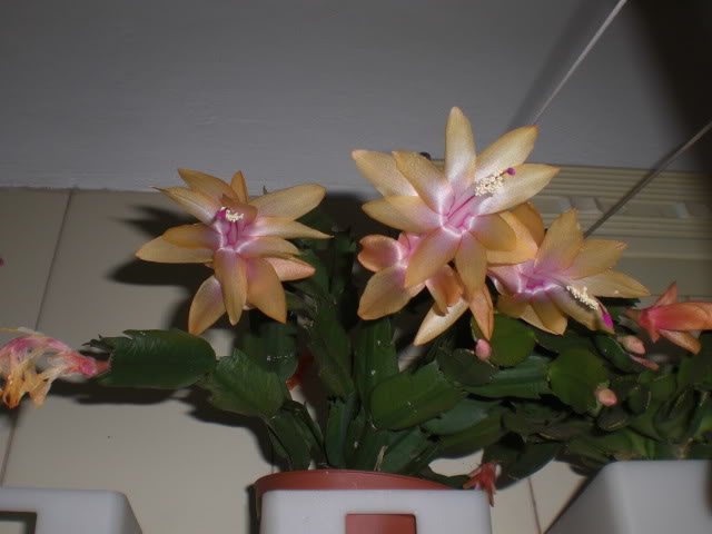 CIMG0530.jpg