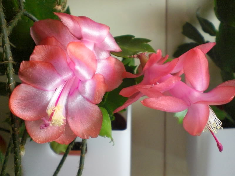 CIMG0563.jpg
