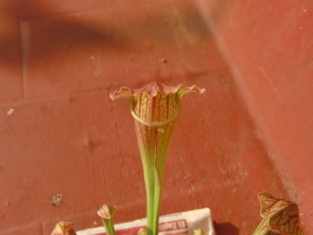 CIMG0767.jpg