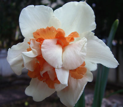 CIMG0811.JPG