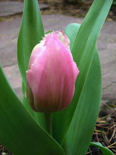 CIMG0815.JPG