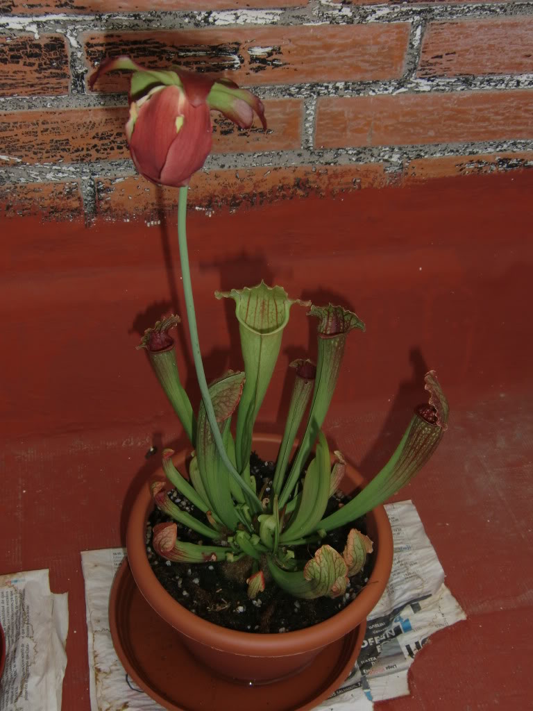 CIMG0841.jpg