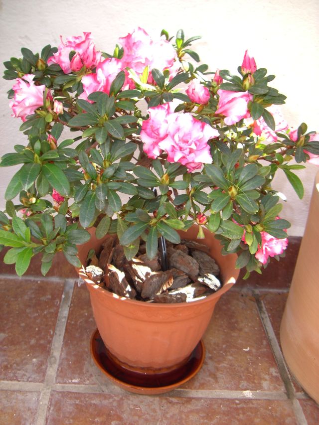CIMG0876.jpg