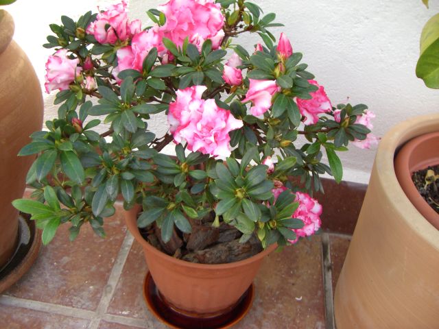CIMG0886.JPG