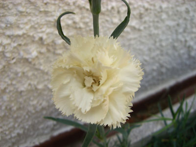 CIMG1581.JPG