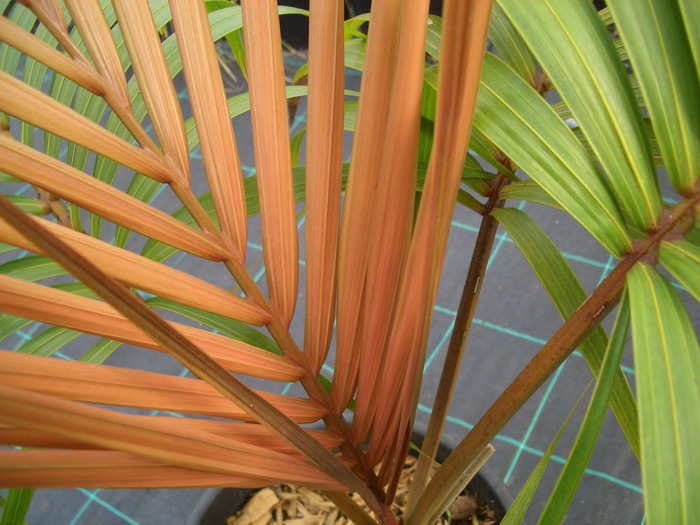 CIMG2774_resize.JPG