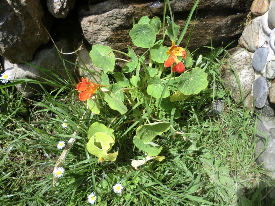 CIMG5111_zps0b479cc5.jpg