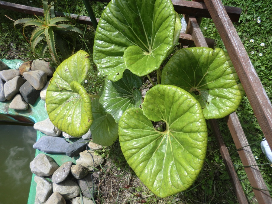 CIMG5118_zps6037f21f.jpg