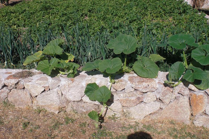 CIMG5975.JPG