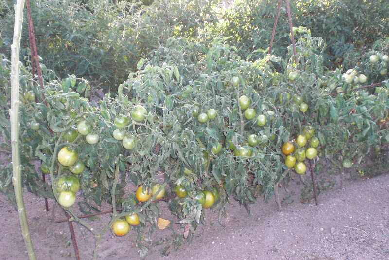 CIMG5995.JPG