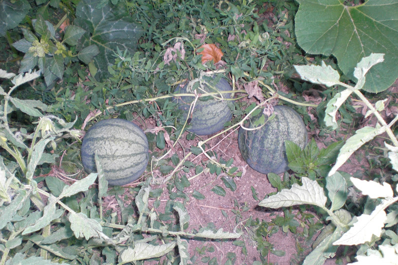 CIMG5996.JPG